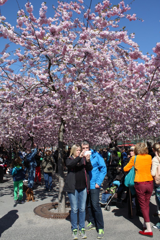 Snart är det vår igen och körsbärsträden i Kungsträdgården kommer att blomma igen, även om det verkar otroligt just nu.